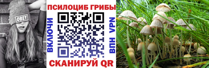 площадка какой сайт  Шали  Псилоцибиновые грибы Cubensis 